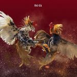 Đá gà trực tuyến là gì? Kinh nghiệm chơi đá gà trực tuyến thắng lớn